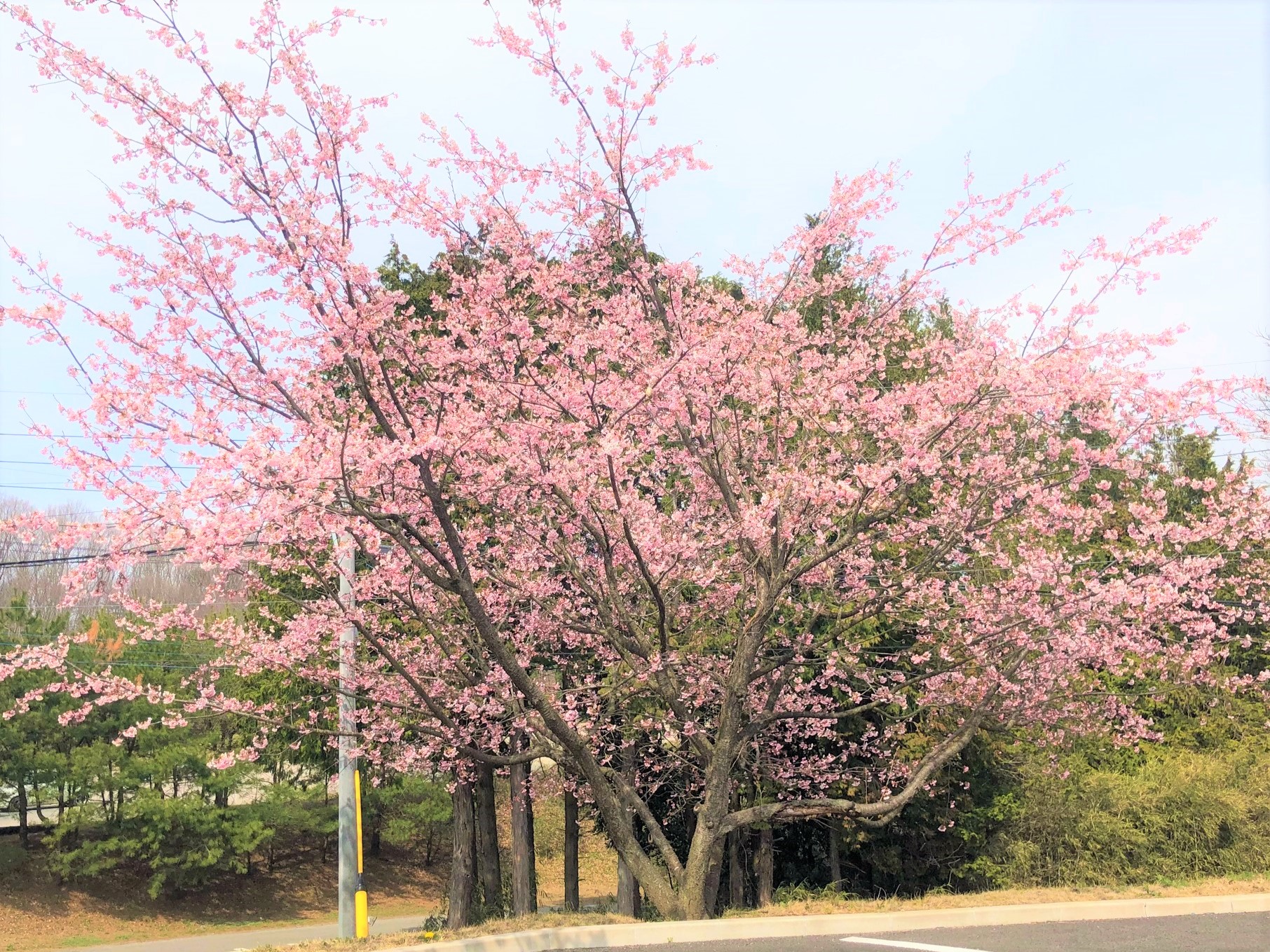 花満開