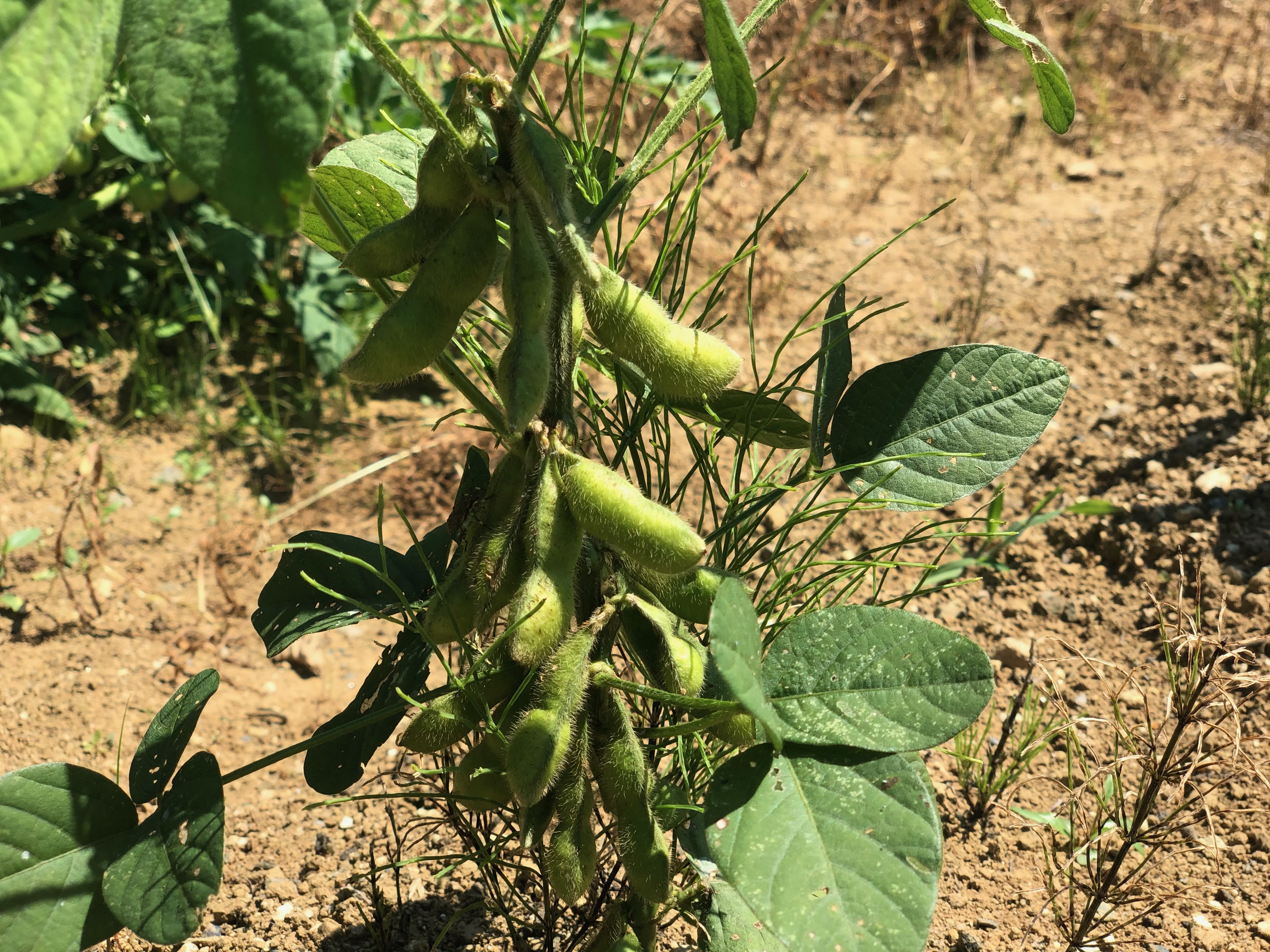 アクーユの花や野菜たち