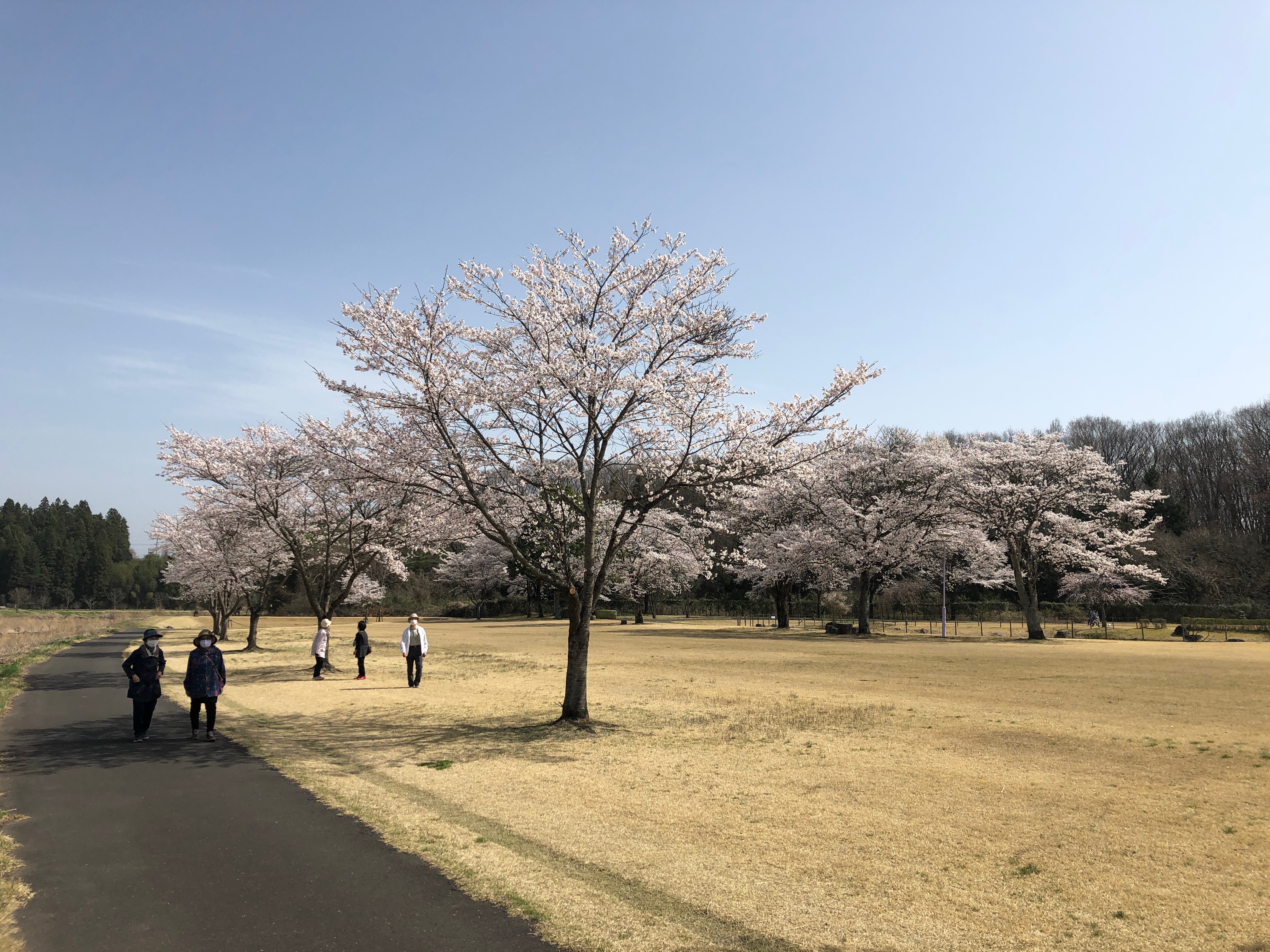 外出ウォーキング：余笹川