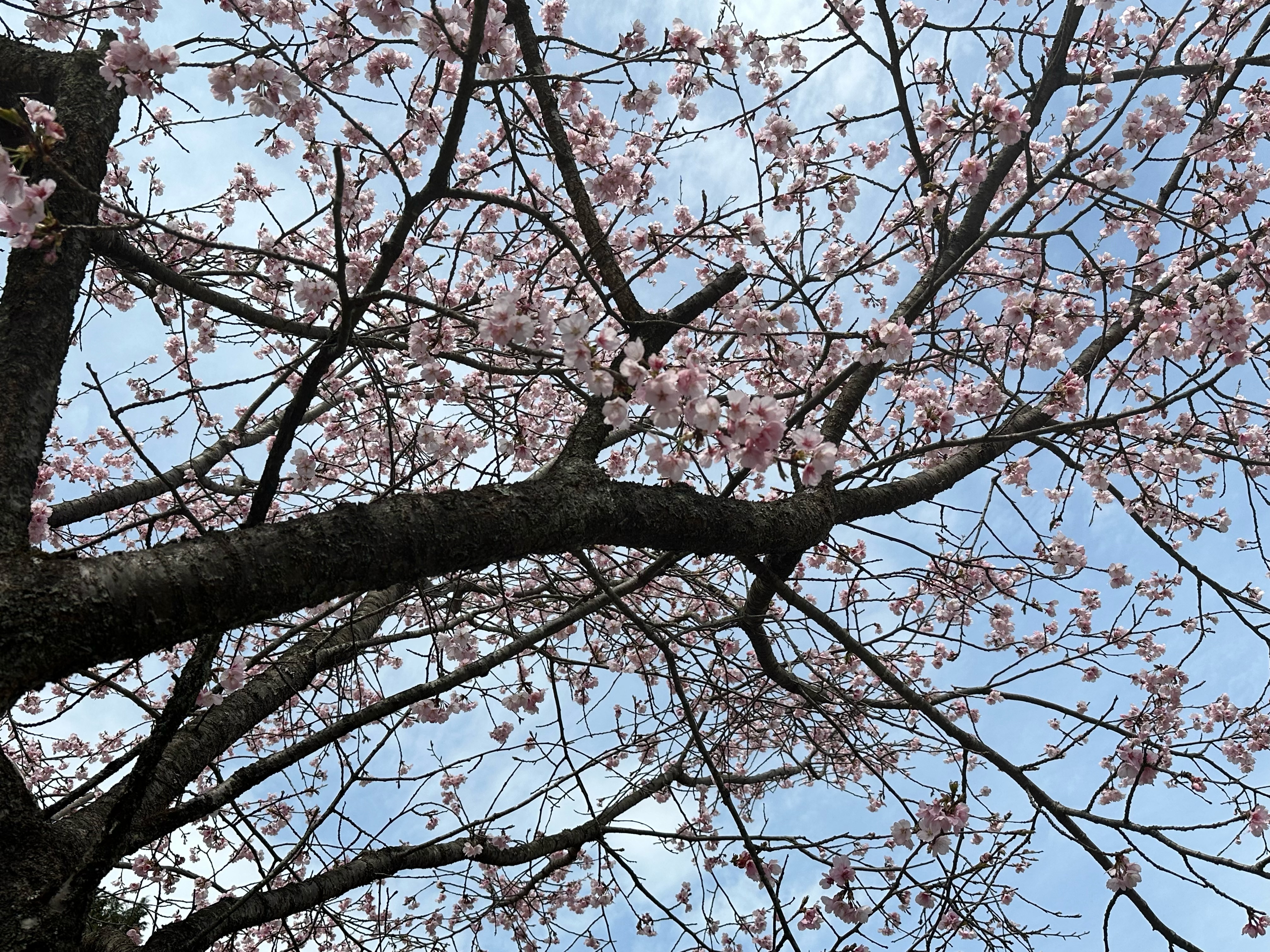 アクーユの桜