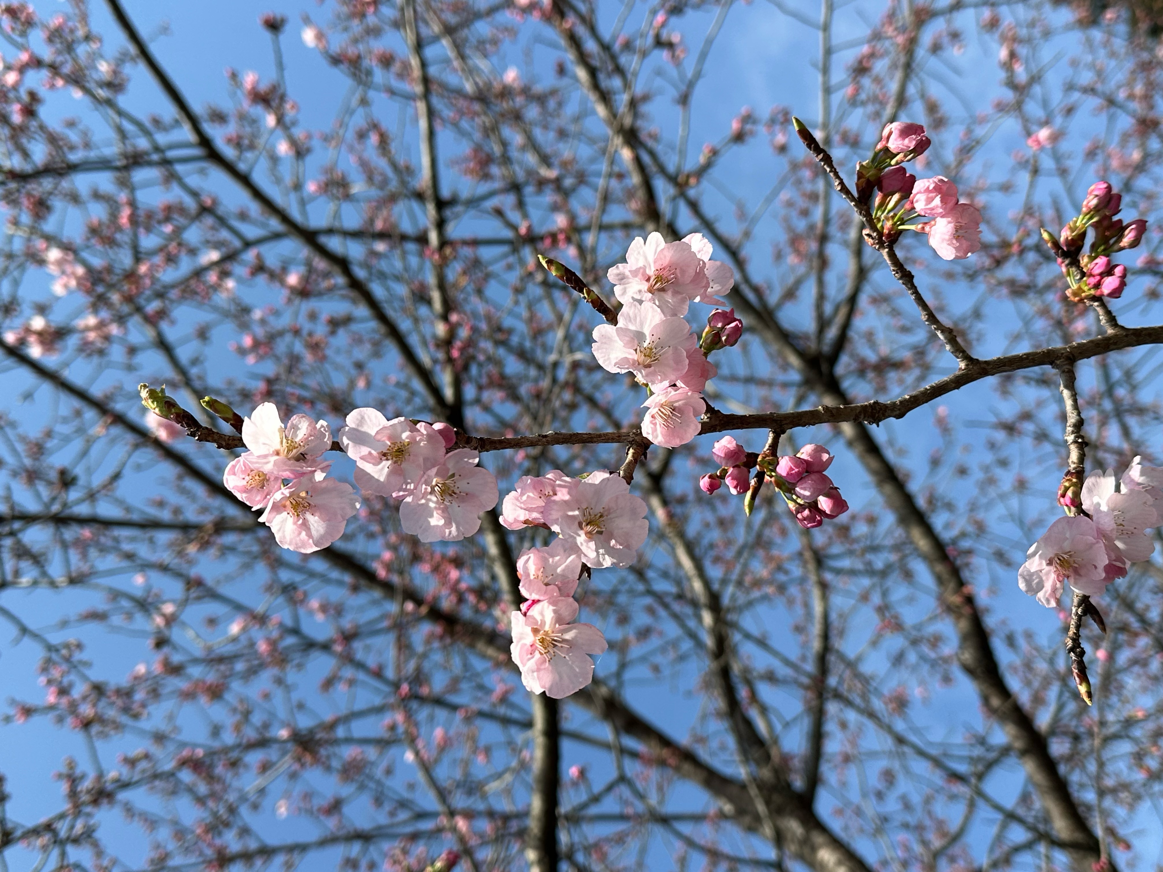春近づく
