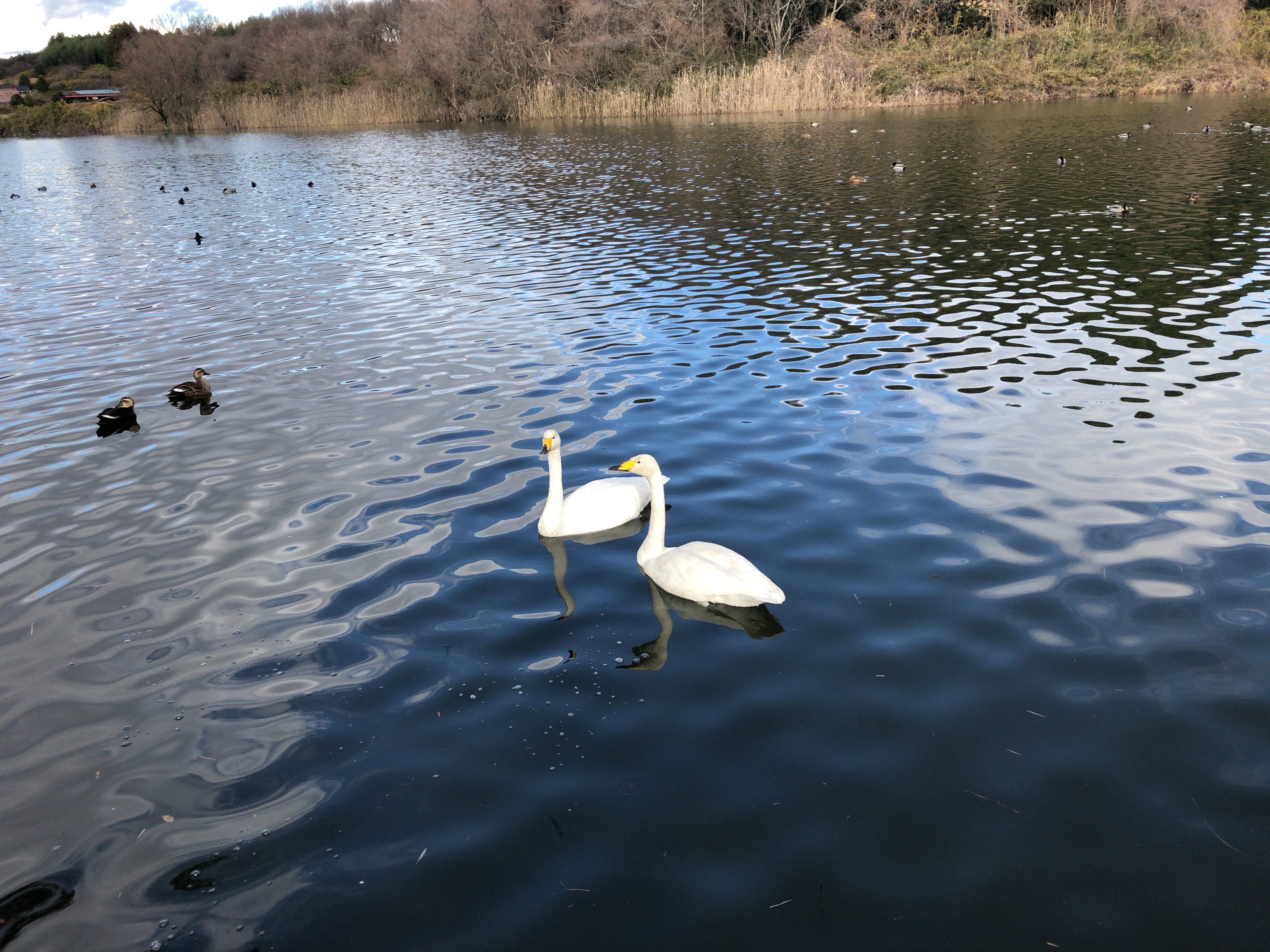 白鳥を観にいきましょう