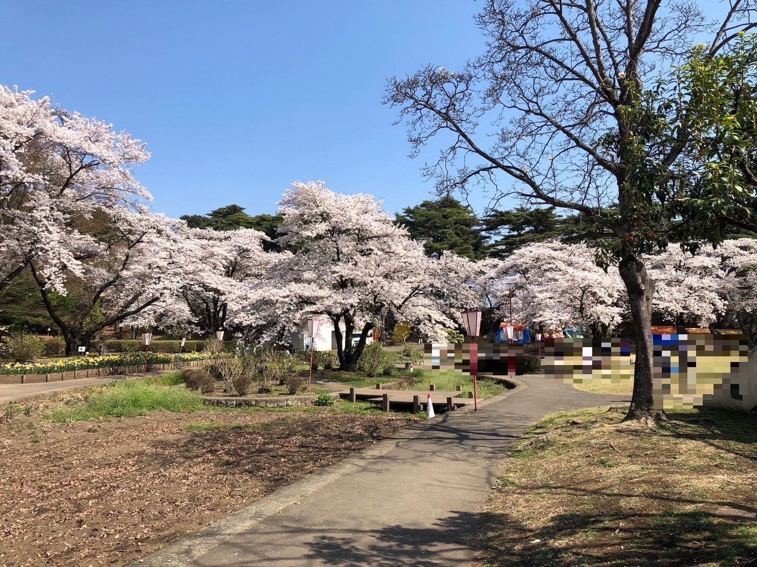 お花見ドライブ