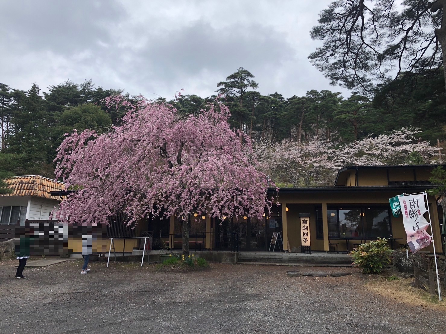 お花見ドライブ